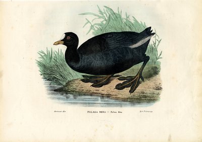 Eurasian Coot, 1863-79 by Raimundo Petraroja